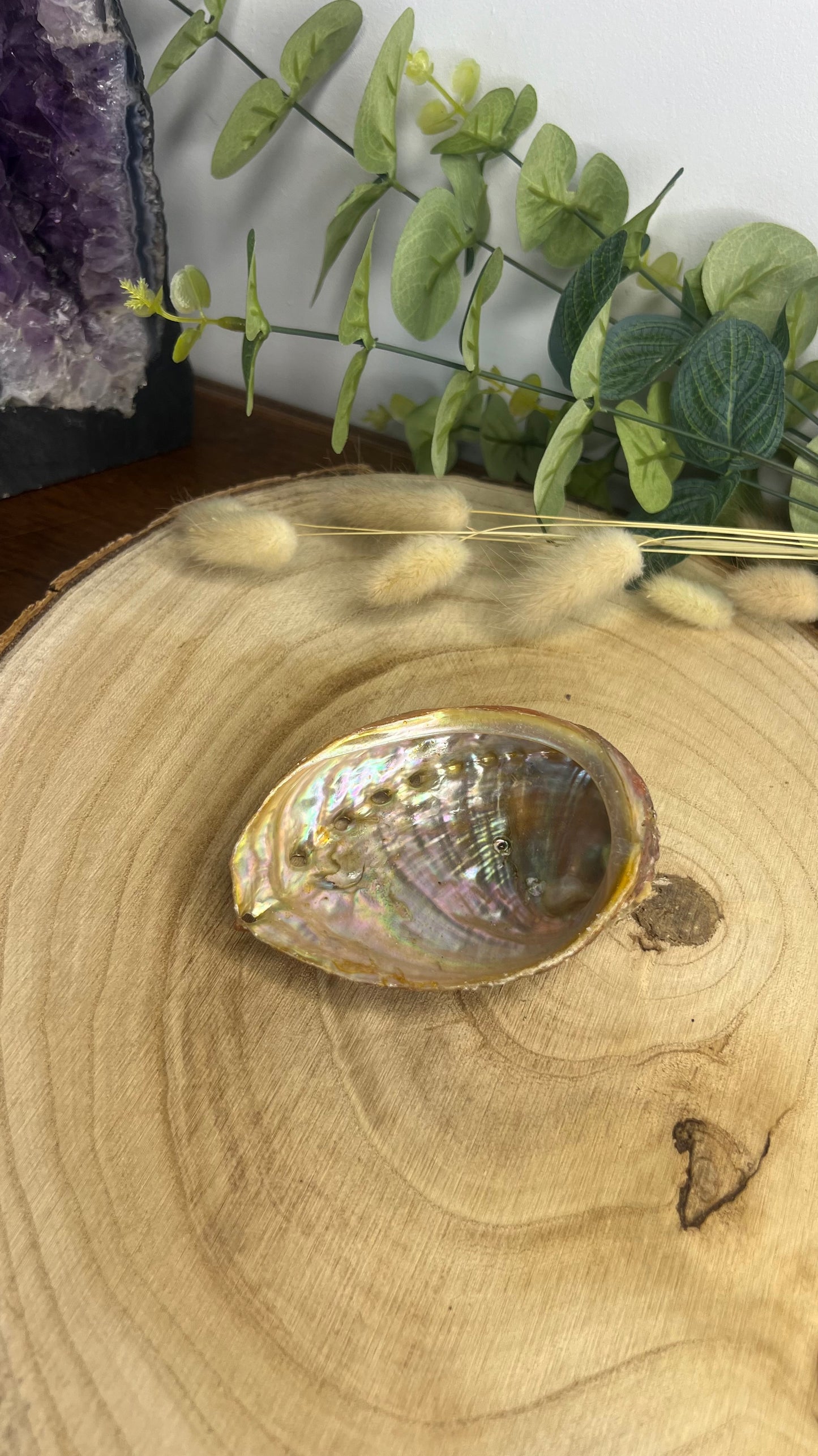 Coquille d’ormeau