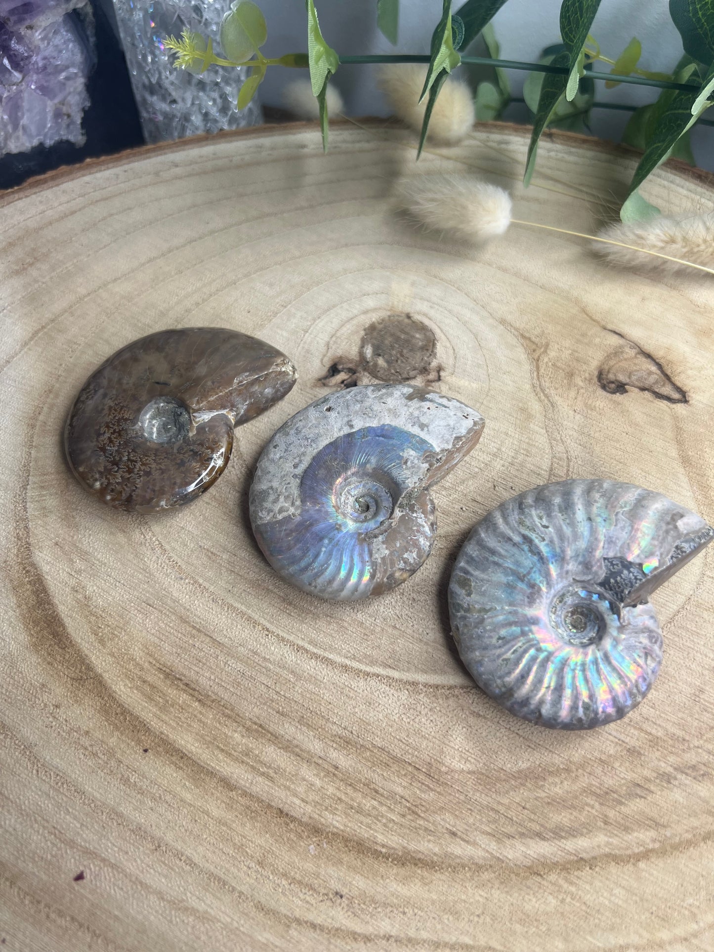 Fossil ammonite