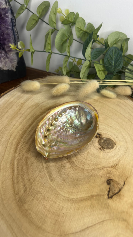 Coquille d’ormeau