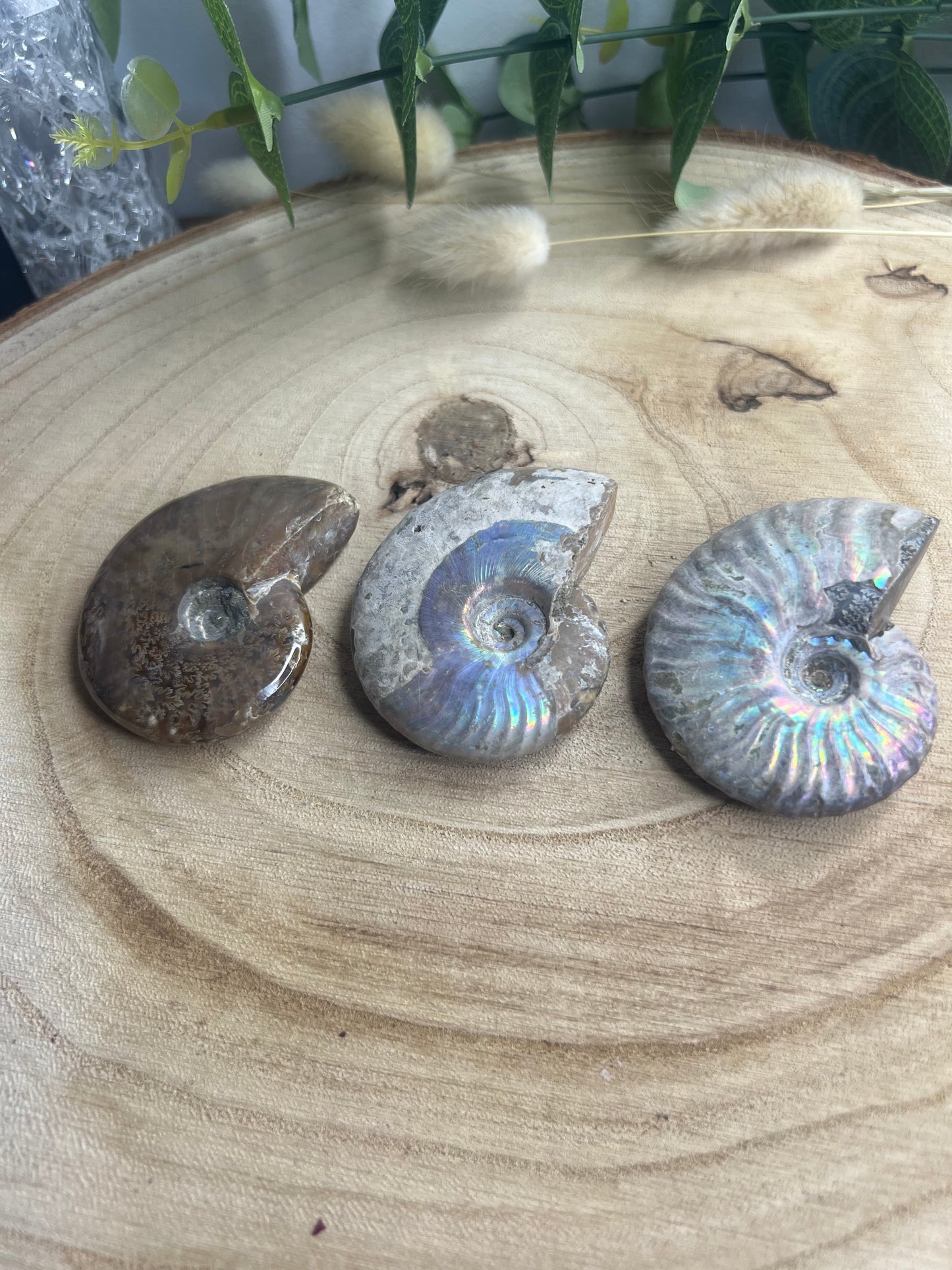 Fossil ammonite