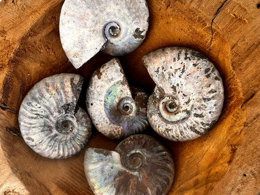 Fossil ammonite